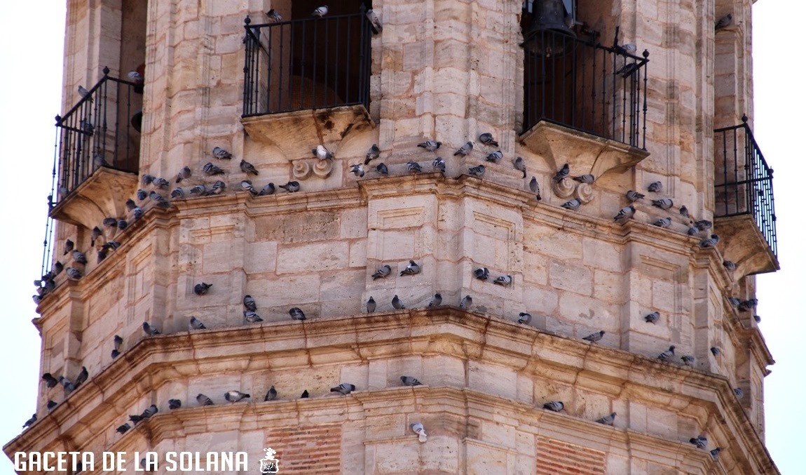 -Palomas torre-2