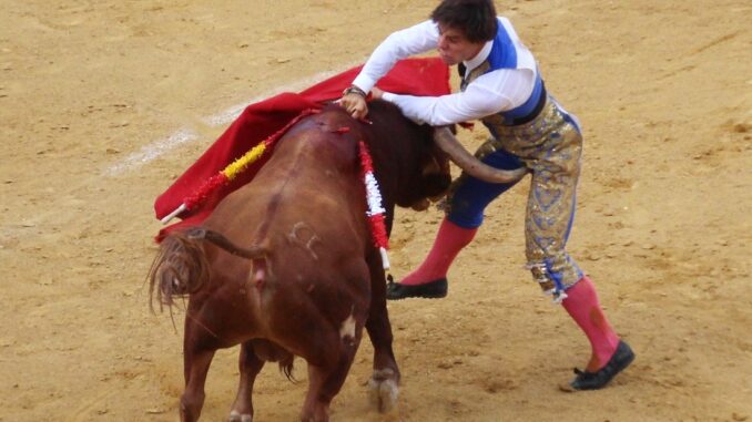 Triunfo-y-drama-en-la-final-del-certamen-de-novilladas-de-La-Solana