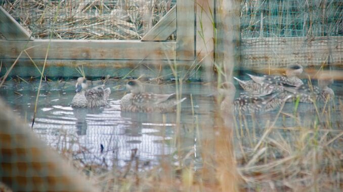 Cinco-ejemplares-de-cerceta-pardilla-se-suman-a-la-poblacion-de-la-especie-en-el-Complejo-Lagunar-de-Alcazar-de-San-Juan