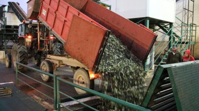 La-Cooperativa-Santa-Catalina-preve-molturar-7-millones-de-kilos-de-aceituna-y-anuncia-importantes-inversiones