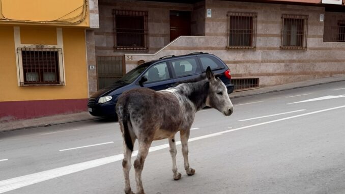 Recogen-a-un-asno-que-vagaba-por-la-calle