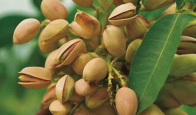 La-Concejalia-de-Agricultura-anuncia-unas-interesantes-jornadas-sobre-el-pistacho