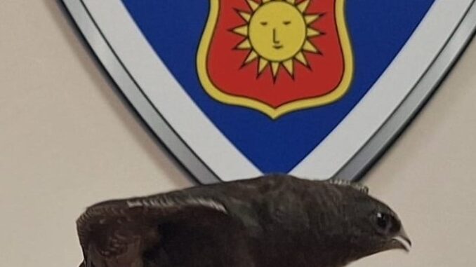 La-Policia-interviene-en-una-reyerta-y-denuncia-a-un-conductor-por-portar-armas-y-conduccion-temeraria